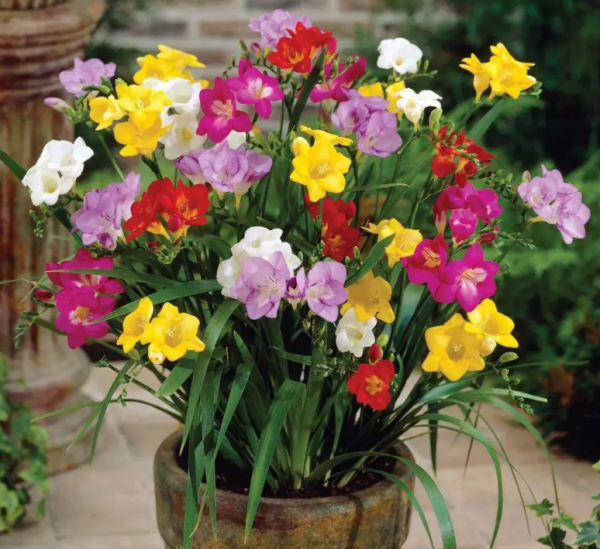 香雪兰耐寒多少度最好 北方冬季耐寒植物花卉