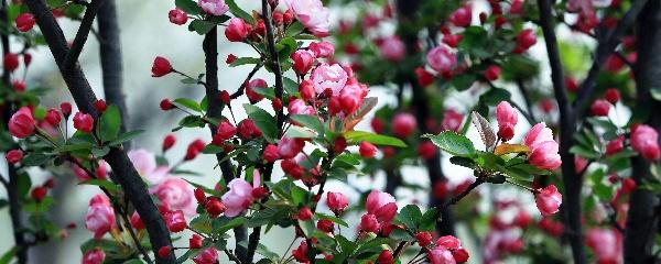 西府海棠属于什么植物类型 了解西府海棠和北美海棠的区别