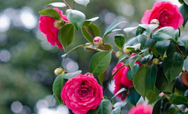 冬天的花有哪些花 了解冬天室外适合养的花