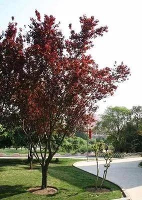 紫叶李是落叶还是常绿乔木 适合庭院的低矮树种