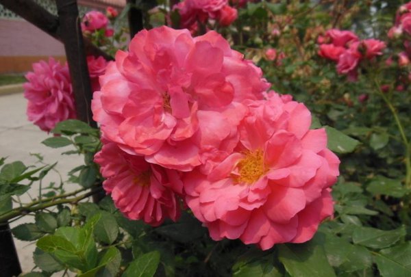 庭院最适合栽种的花卉有哪些 推荐农村院子种的花