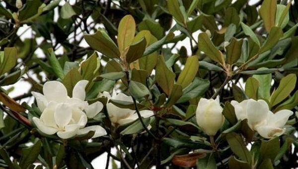 广玉兰树适合种院里吗 院子种玉兰树最好位置