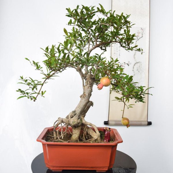 石榴移栽后多久可以确定成活 石榴树移栽的注意事项