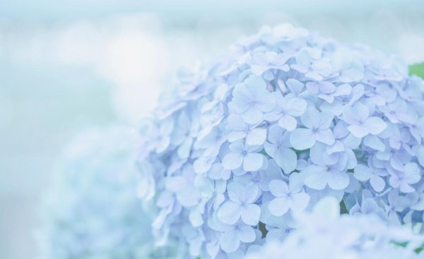 无尽夏绣球是草本还是木本植物 无尽夏与普通绣球的区别