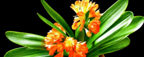 君子兰可以浇啤酒吗 关于君子兰浇啤酒的正确方法