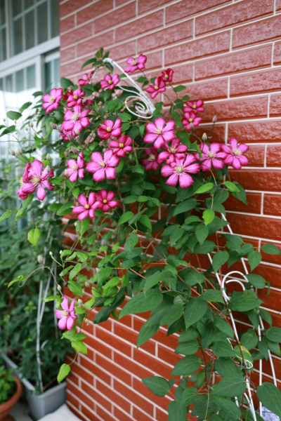 室外植物墙常用植物有哪些 适合做围墙的花卉