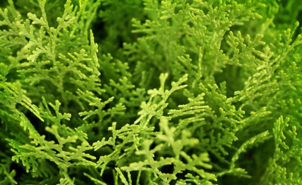 侧柏一般种在什么地方好 了解侧柏树苗庭院绿化