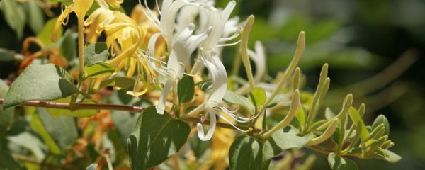 金银花的繁殖方法 金银花怎么繁殖