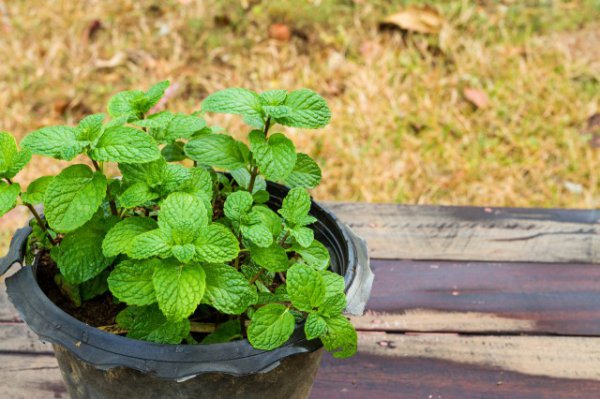 家里为什么不能种薄荷 养薄荷需慎重容易泛滥成灾
