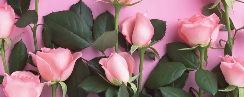 粉玫瑰加满天星的花语