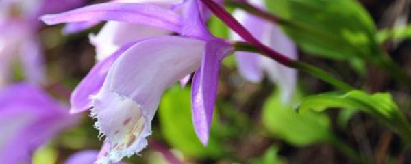 一叶兰叶子尖发黄是怎么回事 盆栽叶片变黄原因