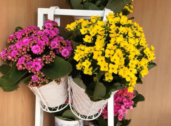 怎样才能养好长寿花盆栽 长寿花对土壤的要求