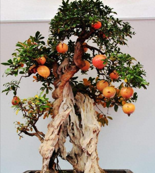 室内盆景有哪些品种好养好看 小盆栽植物的品种