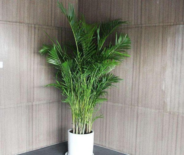 盆栽凤尾竹的修剪方法 了解散尾葵繁殖技巧