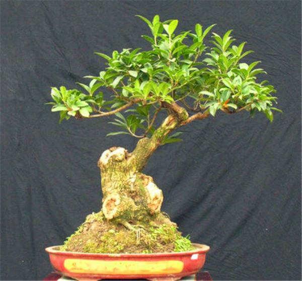 盆栽桂花树好养活吗 适合懒人养的真花