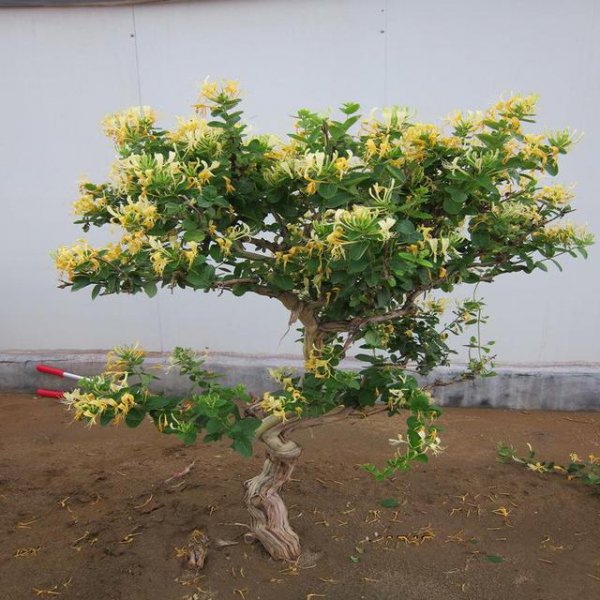 金银花盆景修剪方法 关于金银花老桩种植和管理