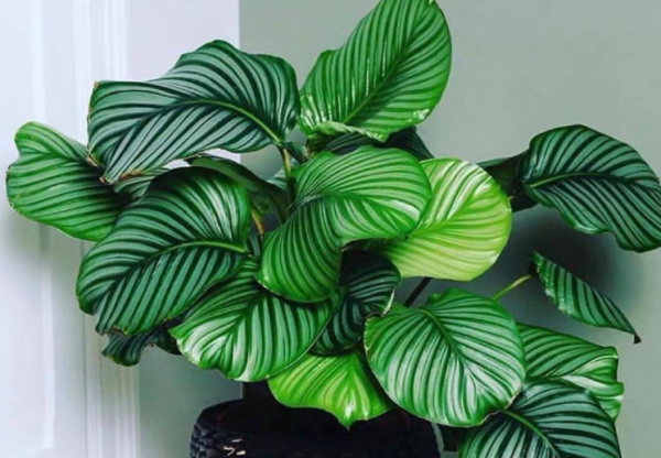 竹芋叶子发黄什么原因 适合放阳台暴晒的盆栽植物