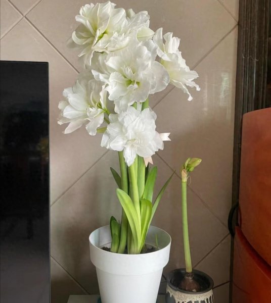 容易种植的盆栽花卉品种 室内盆景树种大全