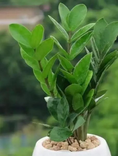 金钱树开花象征什么意义 开花超好看的室内盆栽