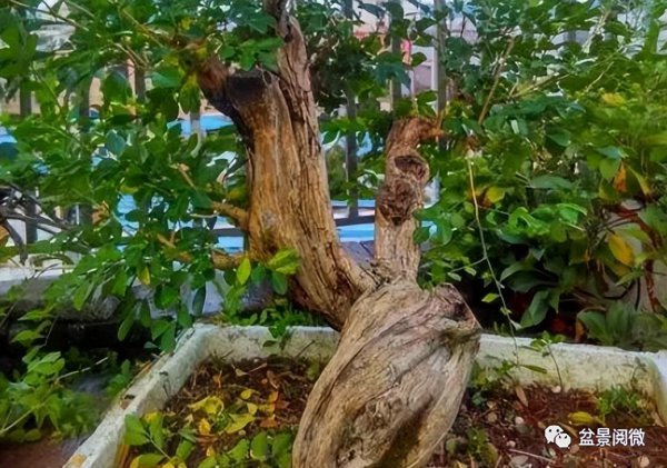 九里香主干怎样拿弯 关于九里香盆栽的养殖方法