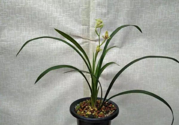 兰花怎么栽在花盆里面 养殖兰花盆栽的方法