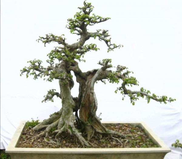 榆钱树盆景怎么养 适合办公室摆放的盆栽