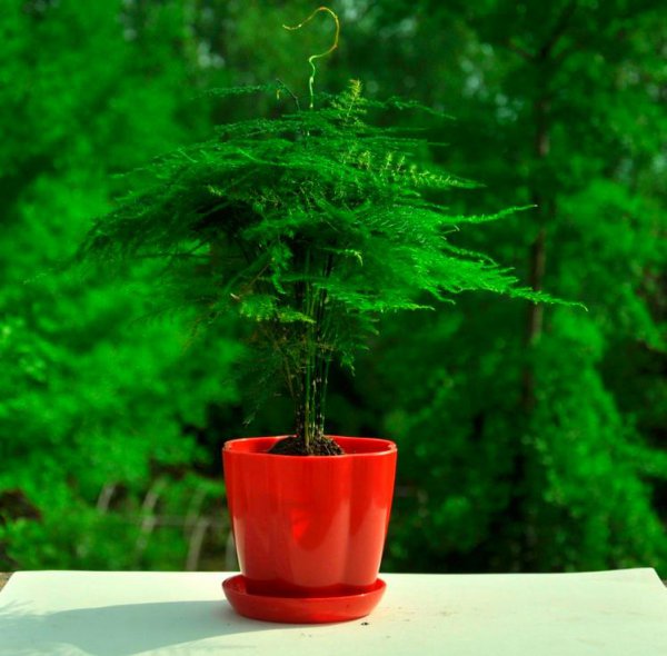 文竹盆景寓意是什么意思 关于文竹摆放家里最好位置