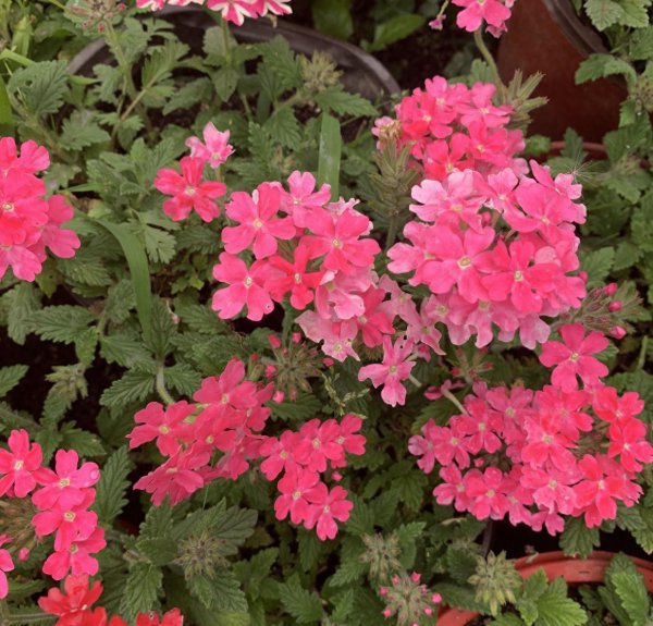 冬天开花的盆栽花有哪些 关于冬季能开花的花卉大全