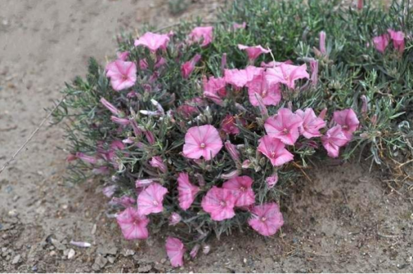 刺旋花盆景怎么养 最旺宅的爬藤植物