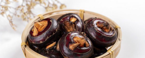 荸荠怎么种植盆景 荸荠的种植方法