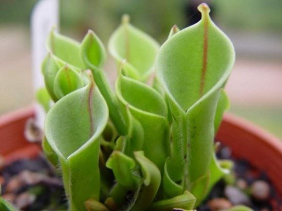 瓶子草的基本相关资料：瓶子草相关资料讲解（超详细）