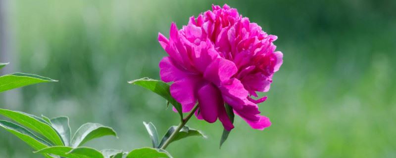 芍药花的生殖方法和注意事项