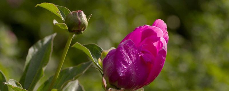 芍药花苞不开花怎么办