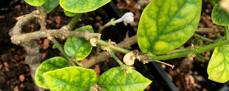 芍药花叶子枯萎了是什么原因