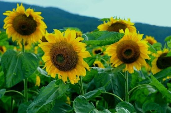 蜀葵的品种有哪些，有混合与欣赏型蜀葵之分