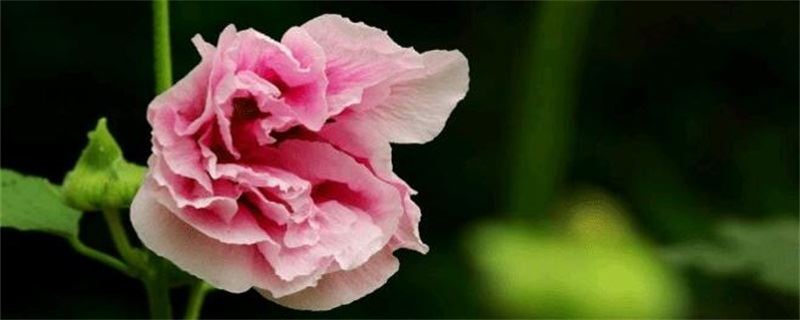 蜀葵的花语和传闻