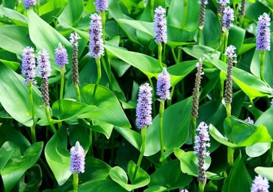 梭鱼草养殖方法：冬季一定进行越冬处理