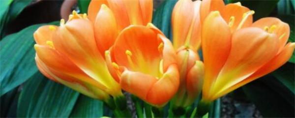 君子兰正常什么时候开花 分享君子兰开放的时间