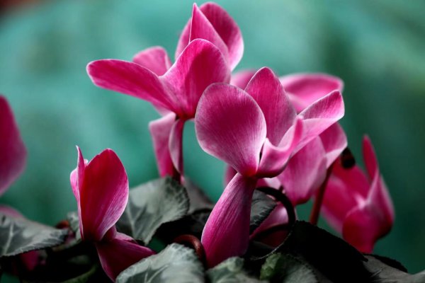 仙客来怎么养才能开花不断 仙客来的正确养殖方法