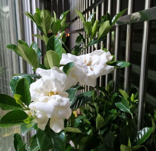 栀子花各种黄叶原因及图解 各种黄叶症状的鉴别