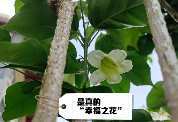 幸福树开花吗 介绍幸福树适合种的花盆