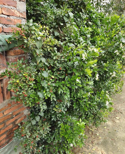 九里香什么时候开花有果实 了解九里香的好处与坏处