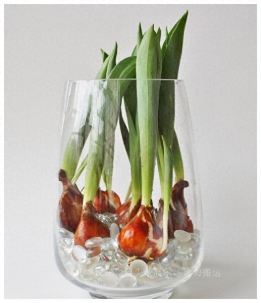 会开花的水生植物有哪些 耐寒四季常绿水生植物