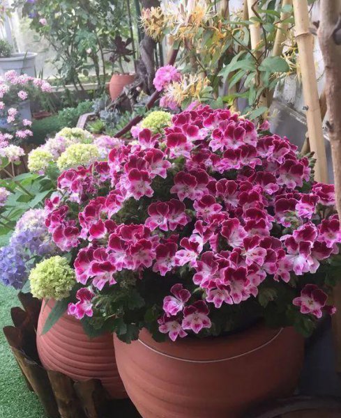 天竺葵花期多久开花 家里不能养天竺葵的原因