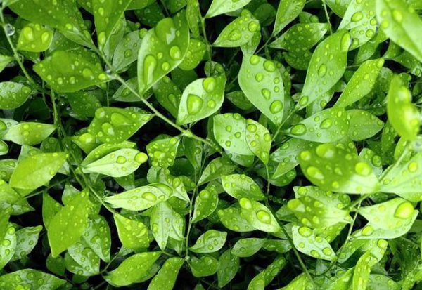 九里香几年才开花结果 关于九里香的养殖方法和注意事项