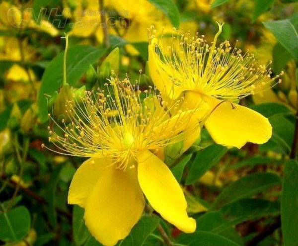 金丝桃什么时候开花季节 养殖方法和注意事项