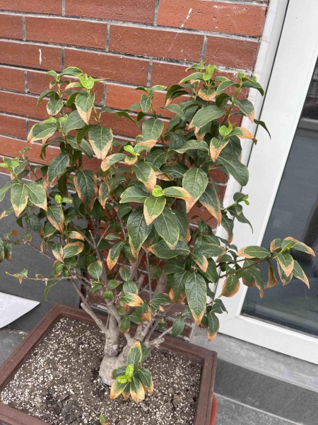 腊梅树为什么夏天叶子会枯萎 梅花枝叶枯黄掉落的原因