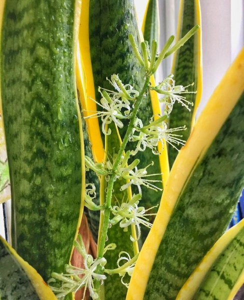 虎皮兰开花了有什么寓意 虎皮兰摆放的最佳位置