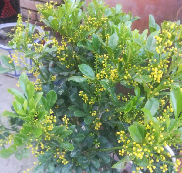 米兰花用什么土养好 新手养米兰养护步骤