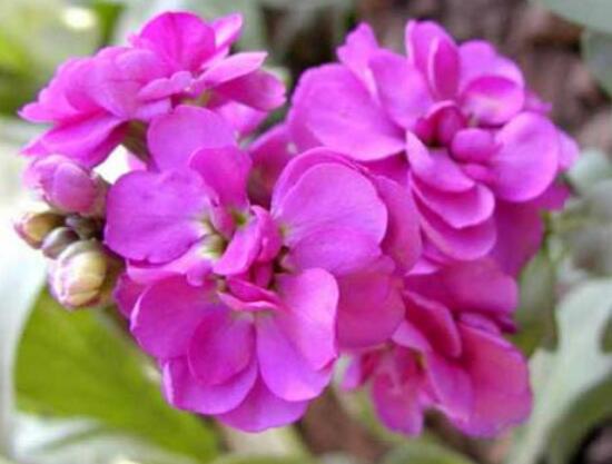 紫罗兰花期多长 了解紫罗兰的寓意象征